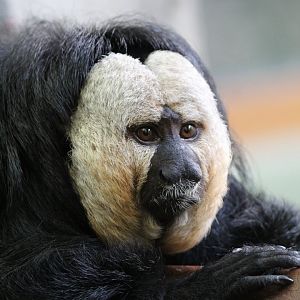 White Faced Saki Monkey- 21st August 2023