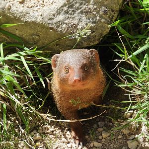 Dwarf Mongoose- 21st August 2023