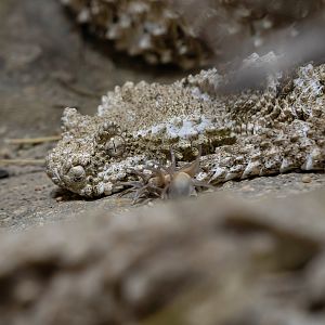 Pseudocerastes urarachnoides