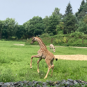 Masai Giraffe Calf Rearing - Giraffe Savannah