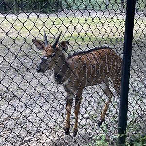 New- Lowland Nyala