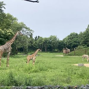 Masai Giraffe + calf with Somali Wild Ass - Giraffe Savannah