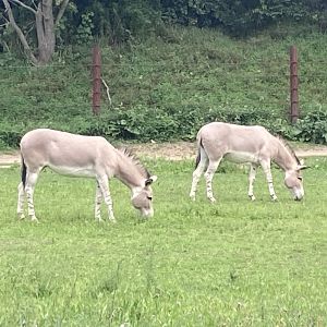Somali Wild Ass - Giraffe Savannah