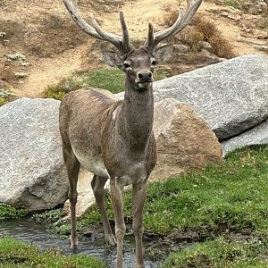 Bactrian Hangul Stag