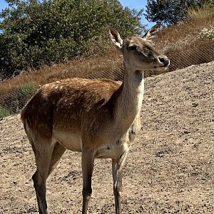 Barbary Deer Hind