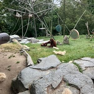Orangutans