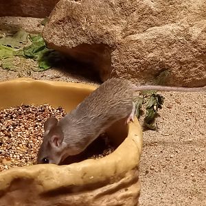 Turkish spiny mouse - Acomys cilicicus