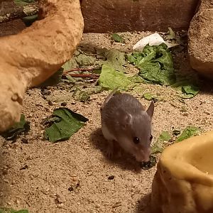 Turkish spiny mouse - Acomys cilicicus