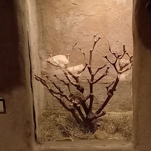 Enclosure Barbary striped grass mouse