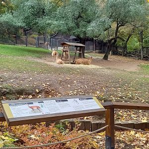 Guanaco enclosure