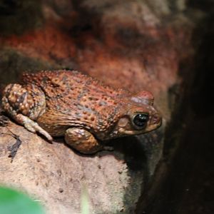Eastern cuba giant toad - Peltophryne peltocephala