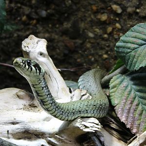 Grass snake