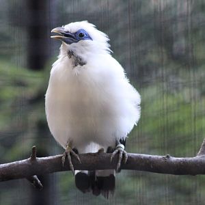 Bali myna