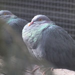 Philippine metallic pigeons