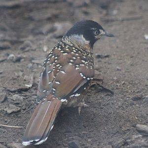Spotted laughing thrush