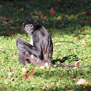 Mexican spider monkey
