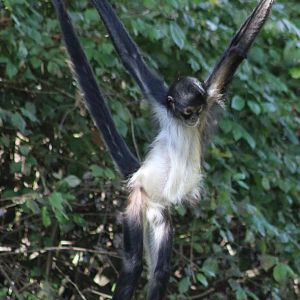 Mexican spider monkey