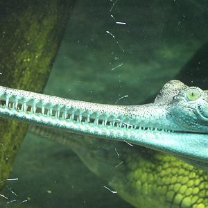 Gharial