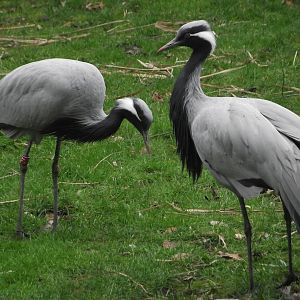 Demoiselle Cranes - Zooparc de Beauval - 01/2023