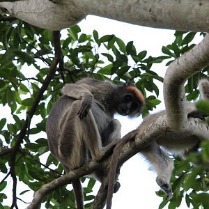 Tana River Red Colobus