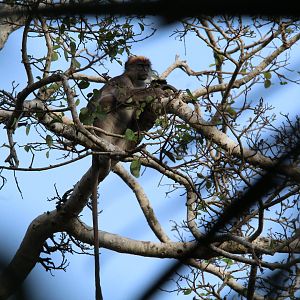Tana River Red Colobus