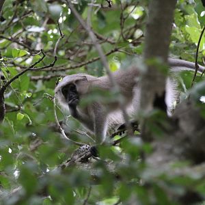 Tana River Mangabey