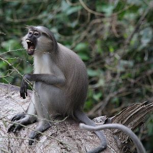 Tana River Mangabey