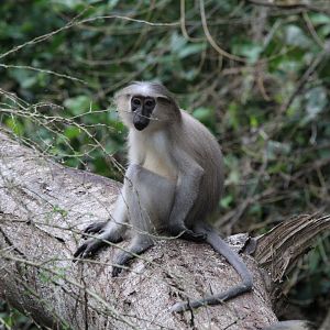 Tana River Mangabey