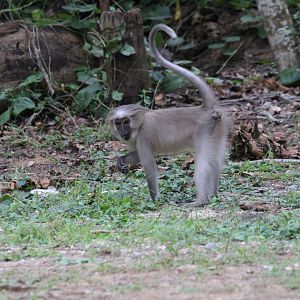 Tana River Mangabey