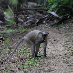 Tana River Mangabey