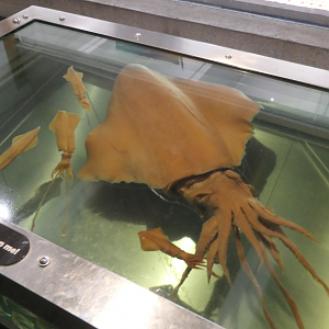 Diamondback Squid (Thysanoteuthis rhombus)