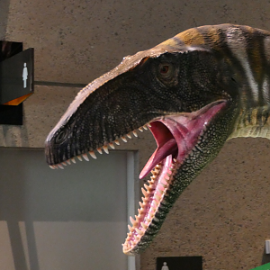 Australovenator wintonensis Model