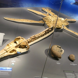 Undescribed species "Richmond polycotylid"