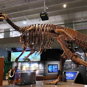 Muttaburrasaurus langdoni