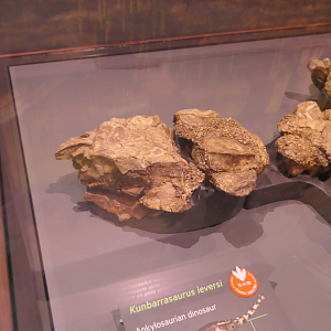 Kunbarrasaurus ieversi