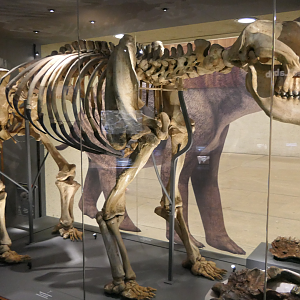 Diprotodon optatum