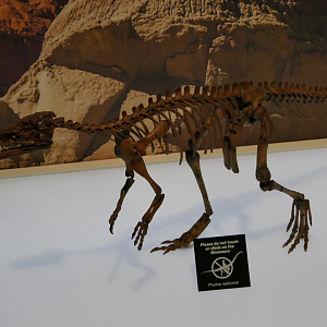 Eoraptor lunensis - Dinosaurs of Patagonia