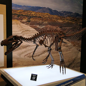 Herrerasaurus ichigualastensis - Dinosaurs of Patagonia