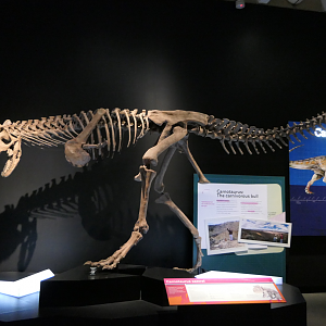 Carnotaurus sastrei - Dinosaurs of Patagonia