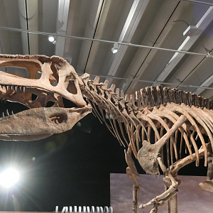 Tyrannotitan chubutensis - Dinosaurs of Patagonia