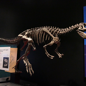 Condorraptor currumili - Dinosaurs of Patagonia