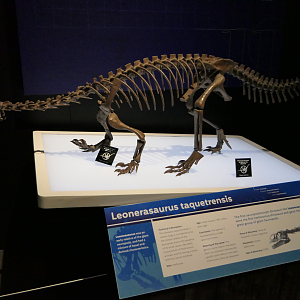 Leonerasaurus taquetrensis - Dinosaurs of Patagonia