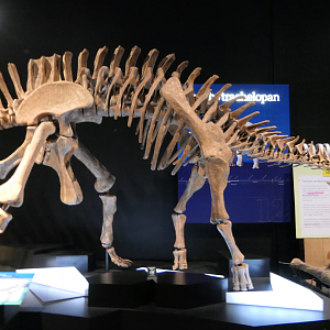 Brachytrachelopan mesai - Dinosaurs of Patagonia