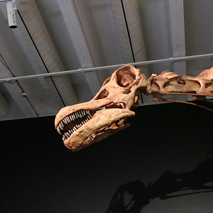 Patagotitan mayorum head - Dinosaurs of Patagonia