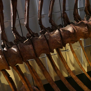 Patagotitan mayorum vertebrae - Dinosaurs of Patagonia
