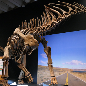 Amargasaurus cazaui - Dinosaurs of Patagonia