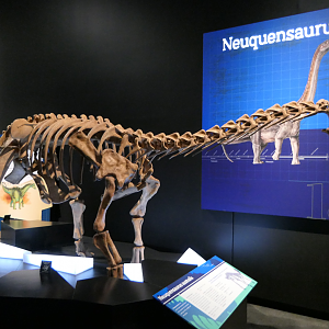 Neuquensaurus australis - Dinosaurs of Patagonia