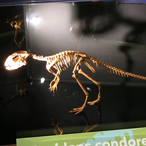 Manidens condorensis - Dinosaurs of Patagonia