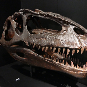 Giganotosaurus carolinii - Dinosaurs of Patagonia