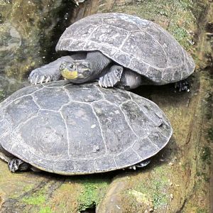 Yellow-spotted Amazon River Turtle